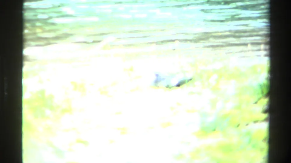 A bright overexposed 8mm frame from the 1979 British Columbia clip, with green foreground blur and lake texture at the top.