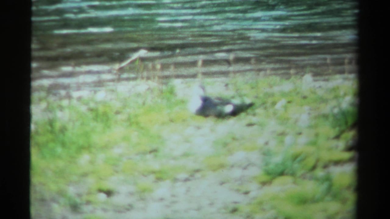 A dark bird lies still on a grassy British Columbia riverbank in soft 1979 8mm home-movie footage.