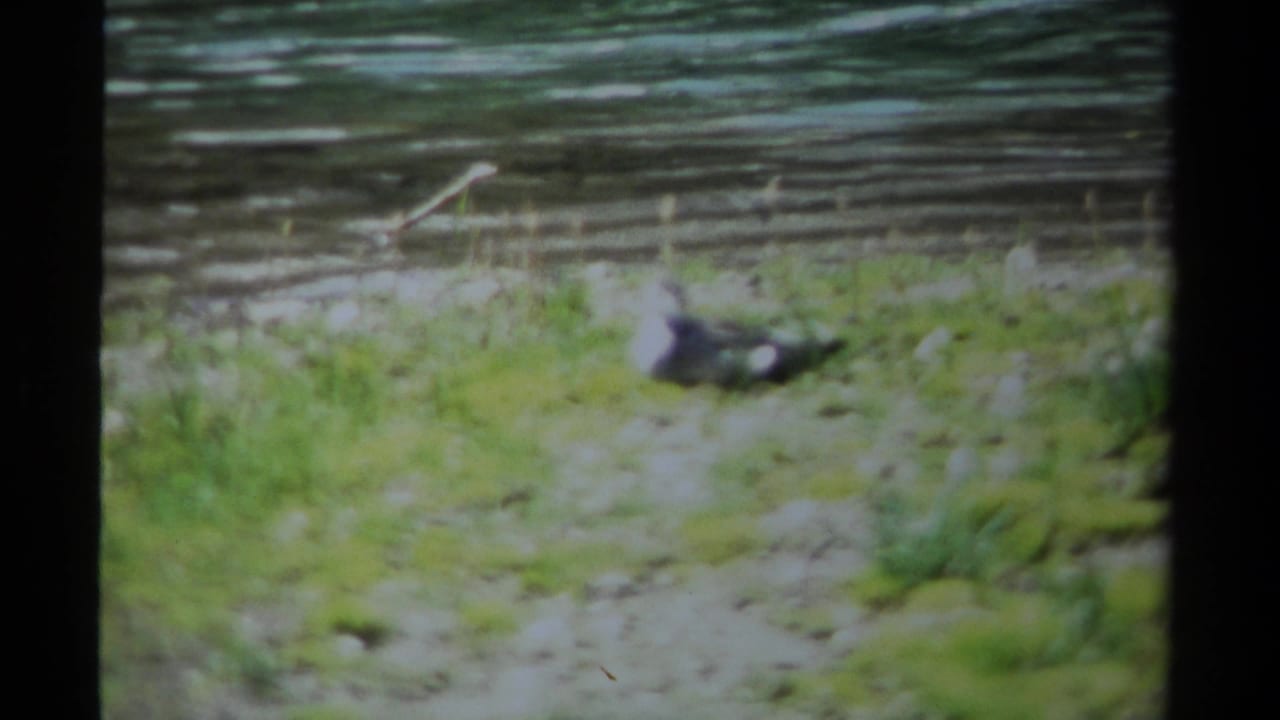 Bird lying near the waterline with grass and a wooden rail behind it.
