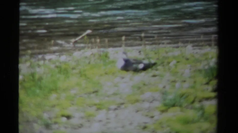 A soft, grainy 8mm view shows the bird resting on a damp grassy riverbank, with rippling water across the upper frame.