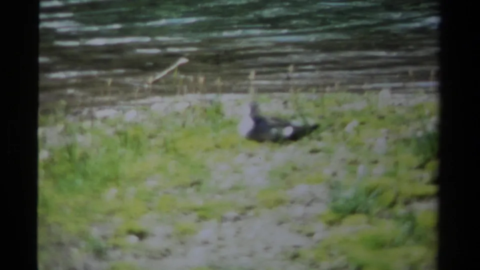 The final frame keeps the bird low on the British Columbia riverbank, surrounded by blurred grass, mud, reeds, and water.