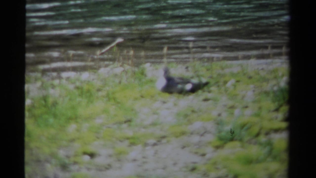 A small gray and white bird stands by shallow water and green streamside grass in 1979 British Columbia home-movie footage.