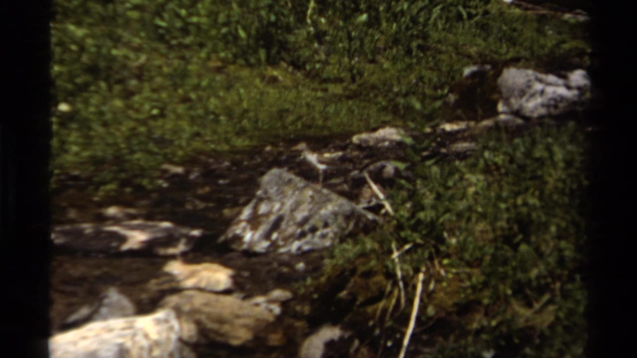 A rocky stream flows past green vegetation, with a small bird visible near the upper right in British Columbia footage from 1979.