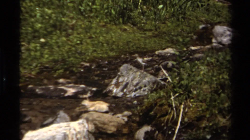 A small bird rests near a grassy bank as water moves around rocks in 1979 British Columbia 8mm footage.