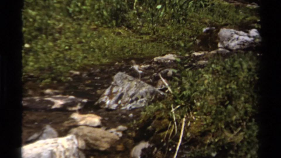The small bird remains near the vegetated streambank while water flows around pale rocks in British Columbia, 1979.