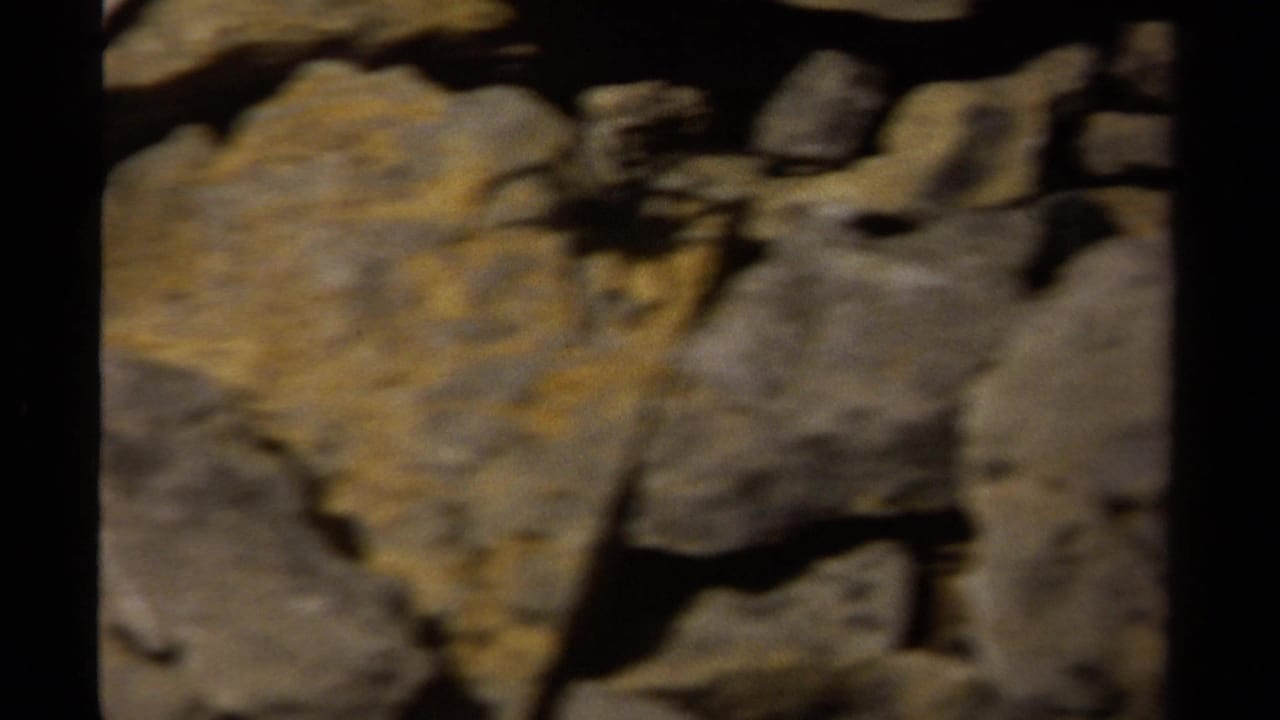 Soft 8mm close-up of rocky ground in British Columbia, with a dark spider-like form moving among yellow-gray stones.