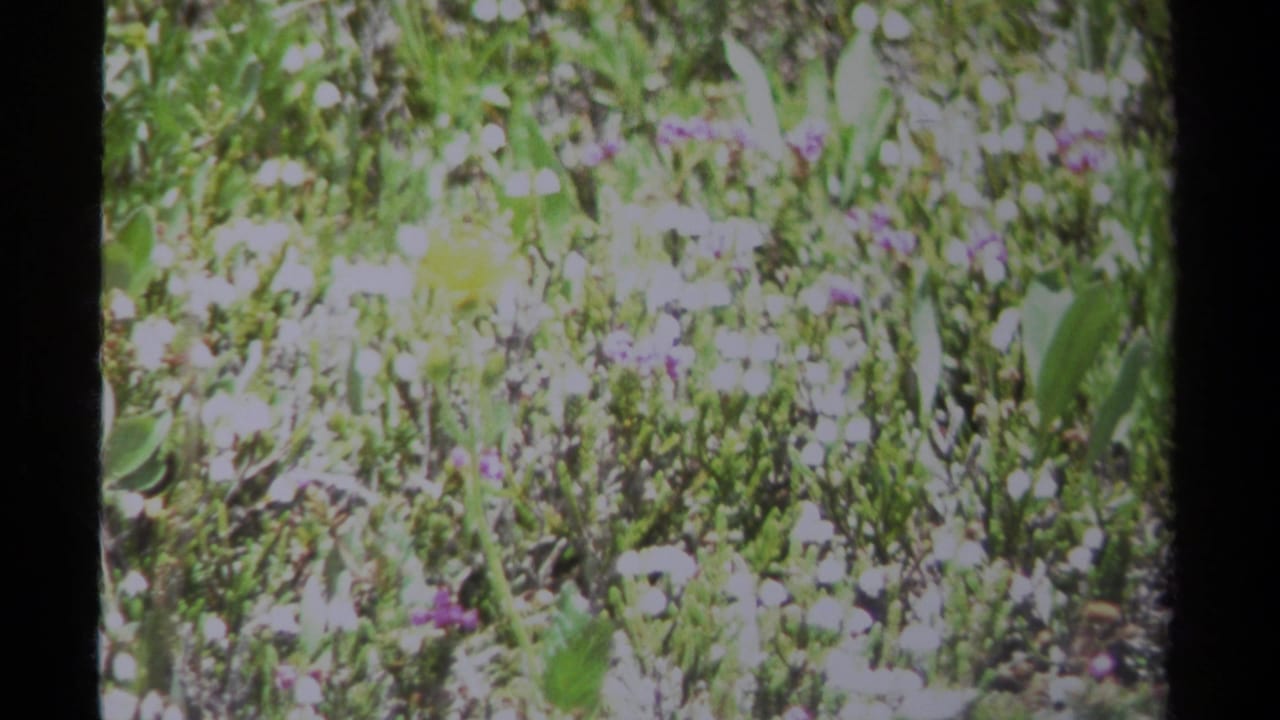1979 British Columbia 8mm frame showing an overexposed wildflower meadow with green leaves, white blooms, and small purple flowers.