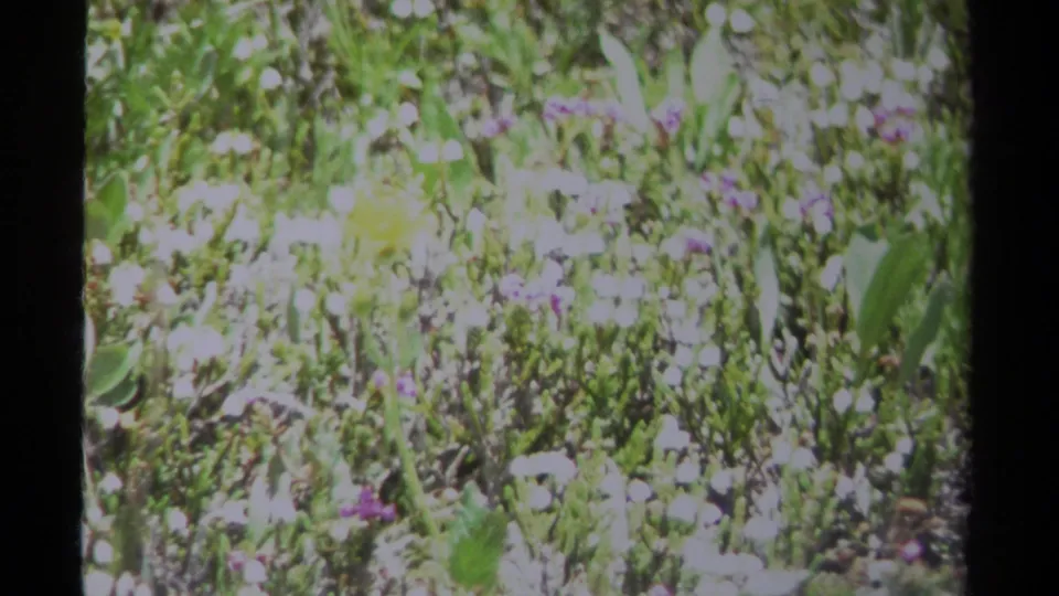 1979 British Columbia 8mm frame showing an overexposed wildflower meadow with green leaves, white blooms, and small purple flowers.