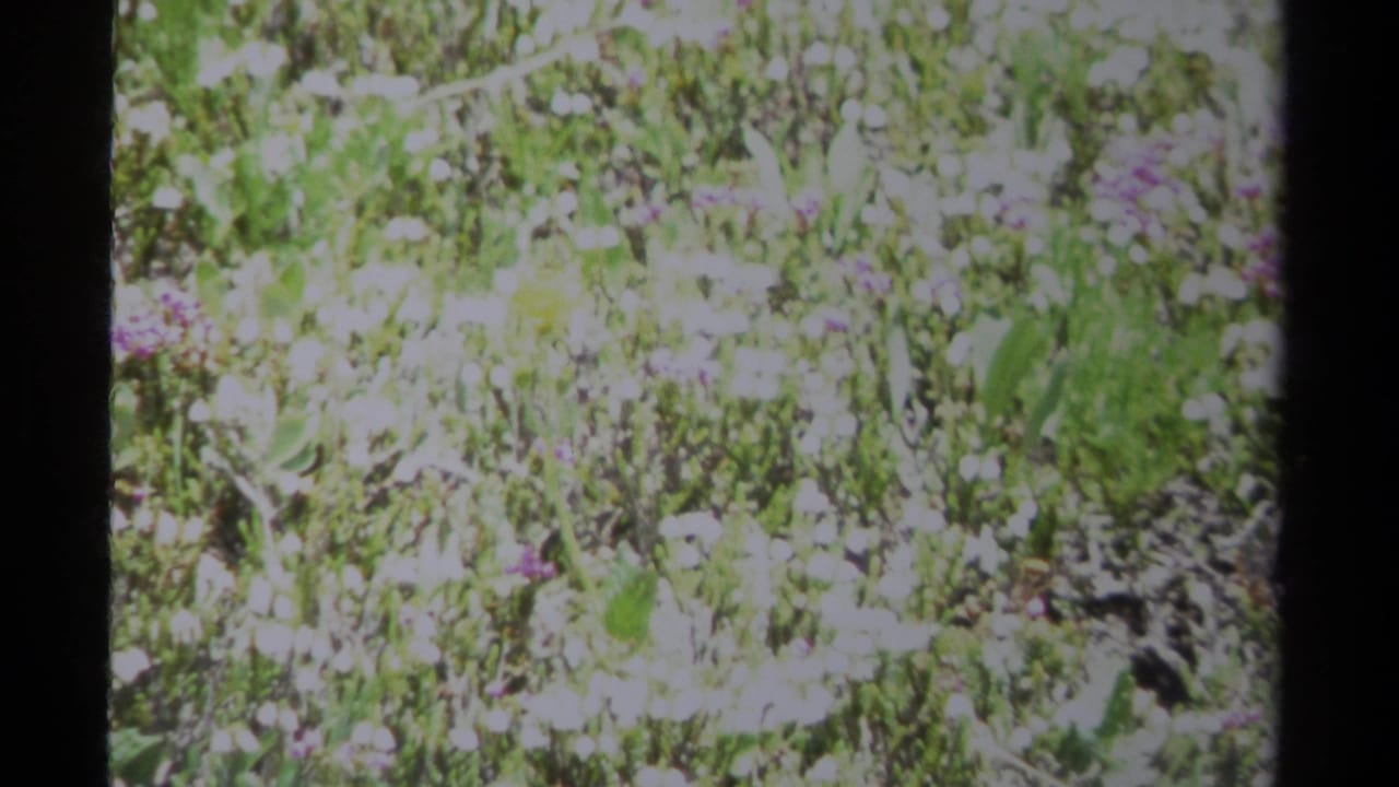 1979 British Columbia 8mm frame with bright meadow plants, scattered purple blossoms, and a dark vertical scan or frame-edge band.