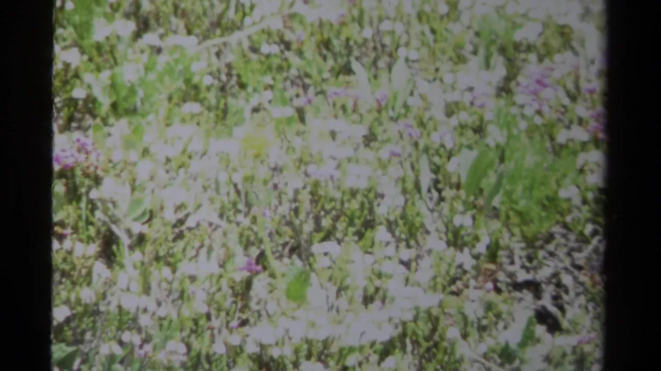 1979 British Columbia 8mm frame with bright meadow plants, scattered purple blossoms, and a dark vertical scan or frame-edge band.