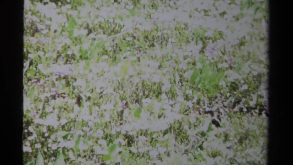 1979 British Columbia 8mm frame showing washed-out meadow foliage, white wildflowers, purple flecks, and soft home-movie grain.