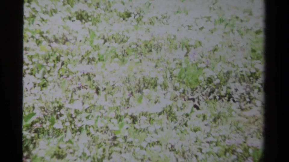 1979 British Columbia 8mm frame with bright meadow vegetation, white blooms, green leaves, and a dark central frame-edge band.