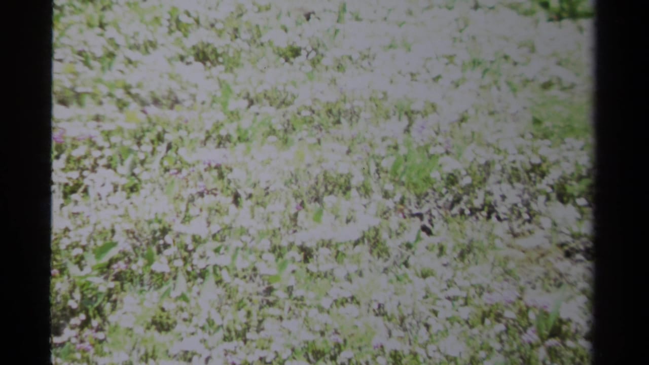 Bright meadow grass and white wildflowers framed by dark film edges.