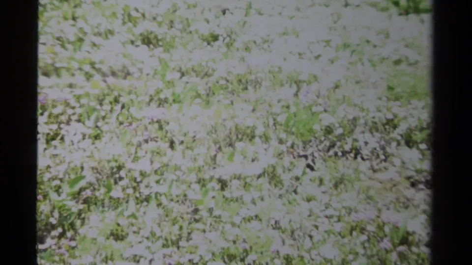 1979 8mm British Columbia home-movie frame showing sunlit meadow grass and white wildflowers with dark gate edges.