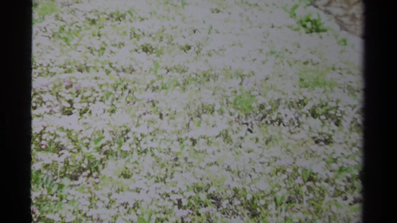 Bright 8mm frame of British Columbia alpine meadow vegetation, with pale flowers, green grass, and a dark vertical frame edge.