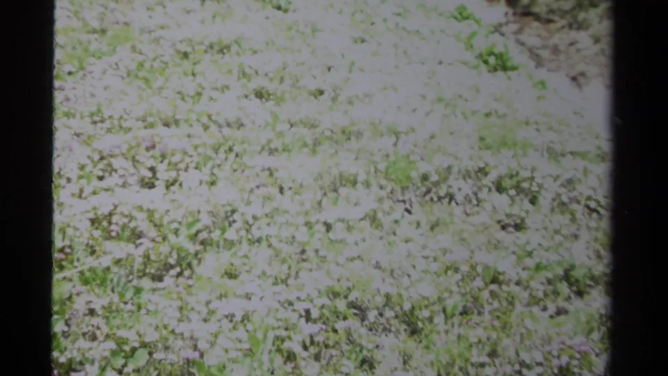1979 home-movie frame showing a bright patch of meadow flowers and grass, bordered by black 8mm film frame edges.