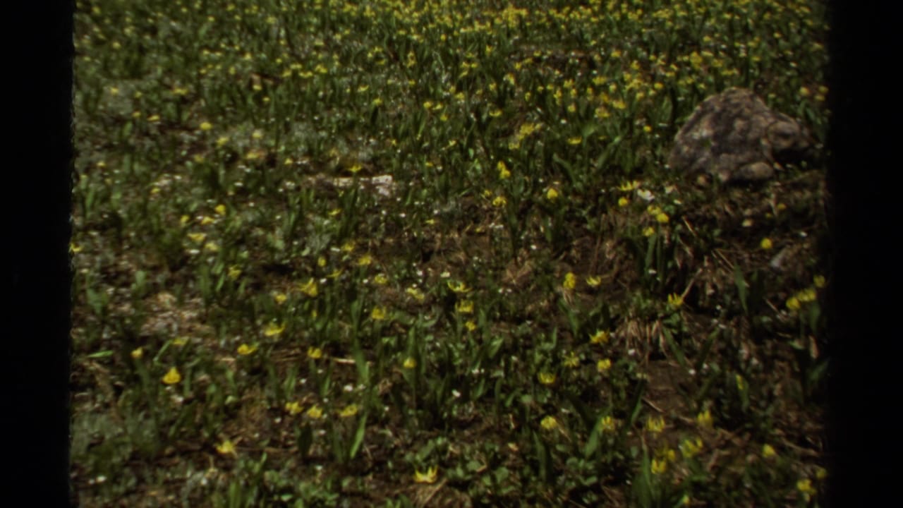 Wide view of yellow wildflowers and green meadow plants with a rounded rock near the right side.