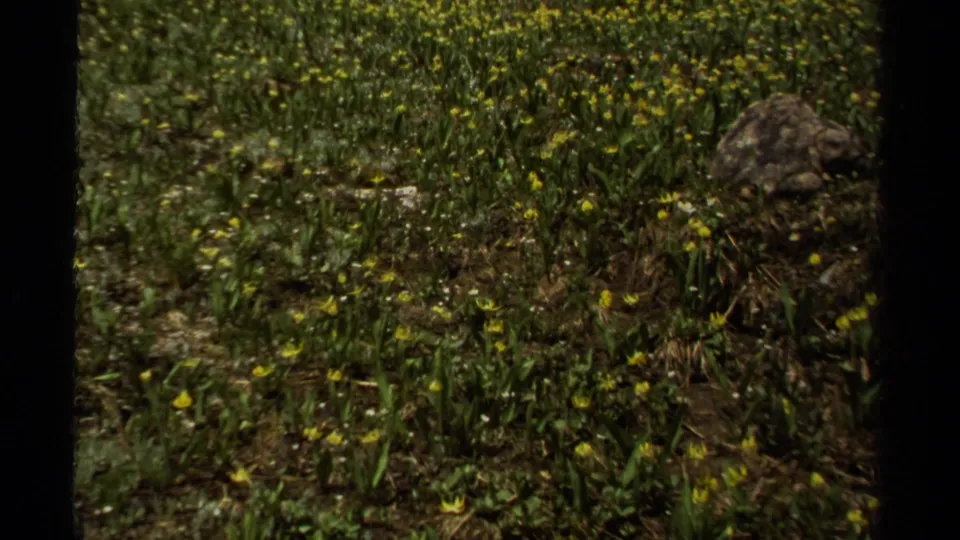 1979 British Columbia 8mm frame showing a sunlit meadow with small yellow wildflowers, green foliage, and a rounded rock at right.