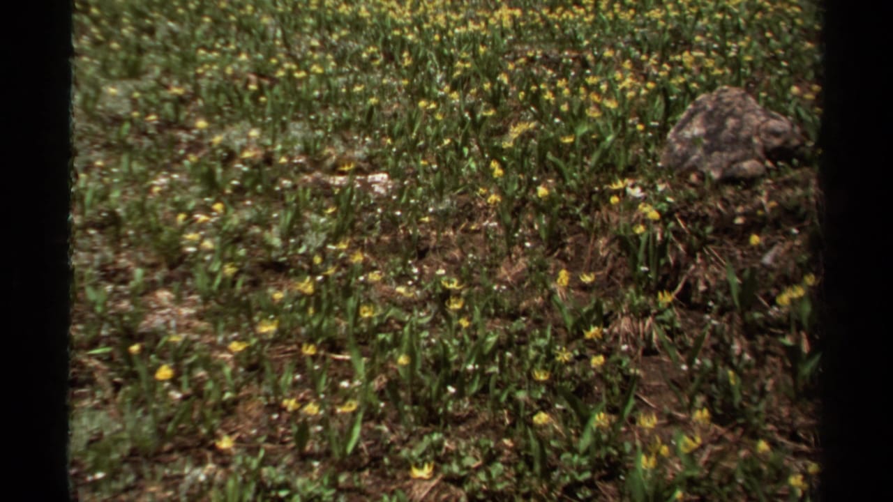 1979 British Columbia 8mm frame of yellow wildflowers scattered through green meadow growth, with a prominent rock at right.