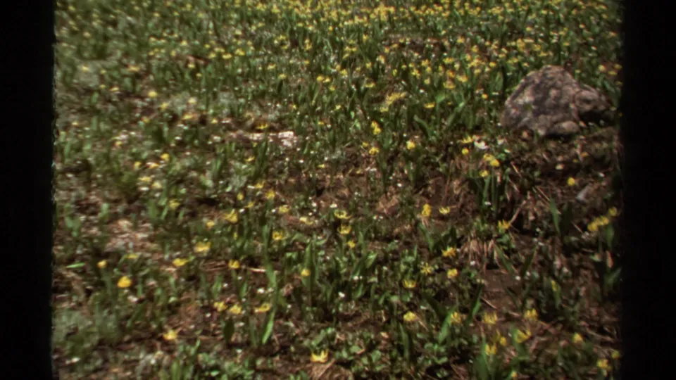 1979 British Columbia 8mm frame of yellow wildflowers scattered through green meadow growth, with a prominent rock at right.