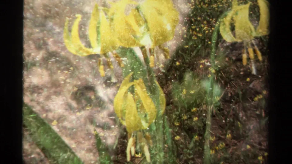 1979 British Columbia 8mm frame transitioning into a close-up of yellow drooping flowers, with overlapping meadow imagery from the film scan.