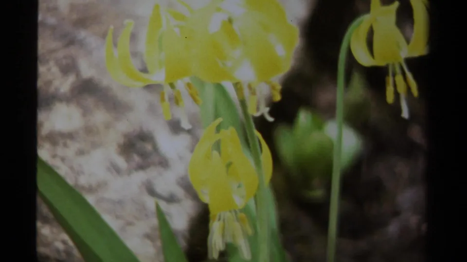 1979 British Columbia 8mm close-up of yellow drooping wildflowers, green leaves, and a pale natural background in soft focus.