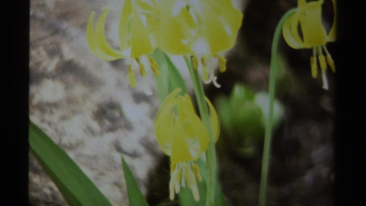 1979 British Columbia 8mm frame showing yellow wildflowers with green stems near a rocky surface.