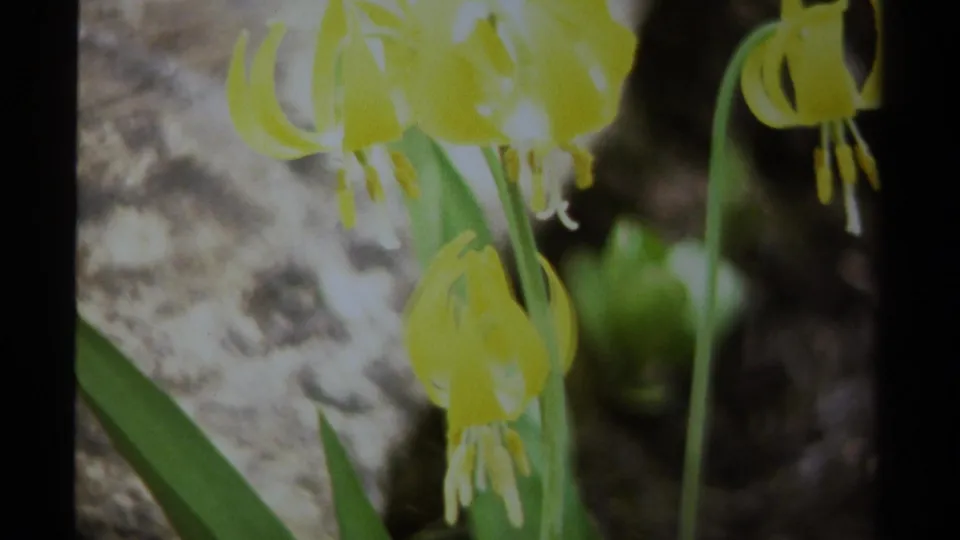 1979 British Columbia 8mm frame showing yellow wildflowers with green stems near a rocky surface.