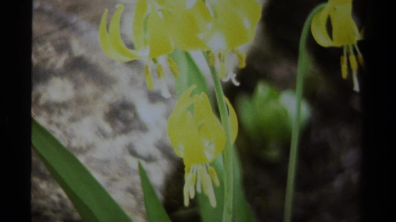 Close view of yellow wildflowers with green stems near rock.