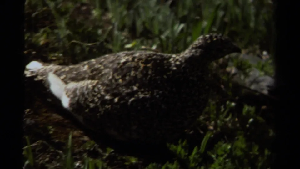 1979 British Columbia home-movie frame showing a mottled grouse in profile among grass and mossy ground.