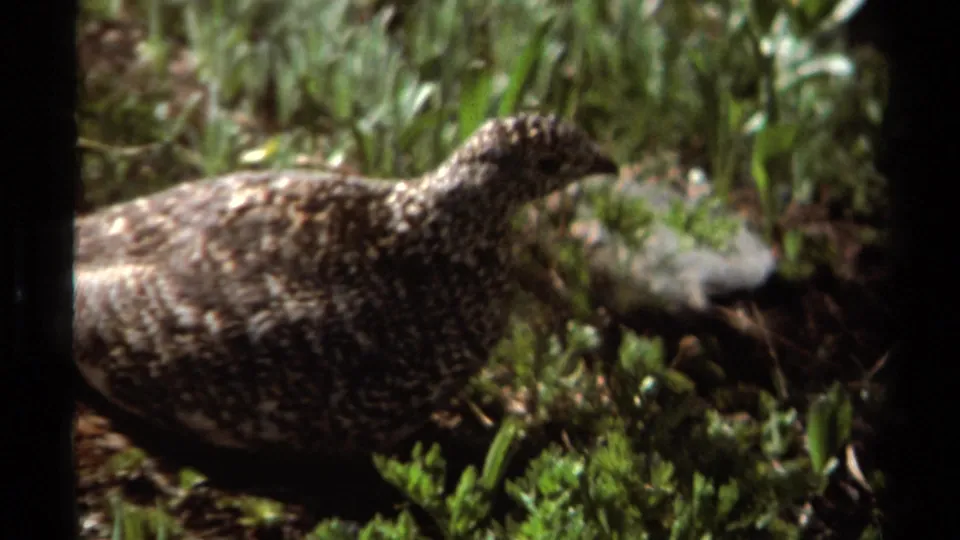 Soft 8mm frame of a mottled grouse in British Columbia grass, with low plants and rocky ground nearby.