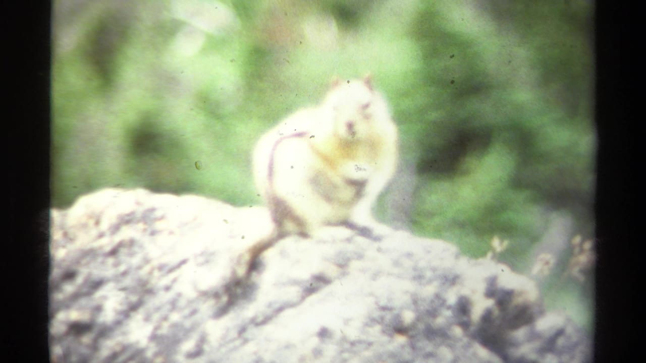 Chipmunk perched on a pale rock with soft green foliage behind it.