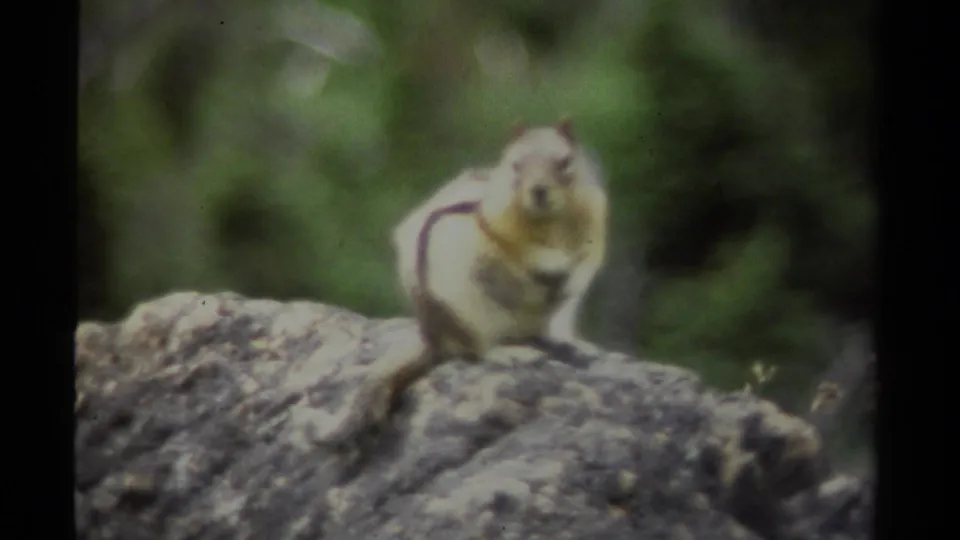 1979 British Columbia 8mm frame of a chipmunk on a rock, filmed in soft focus with visible home-movie grain.