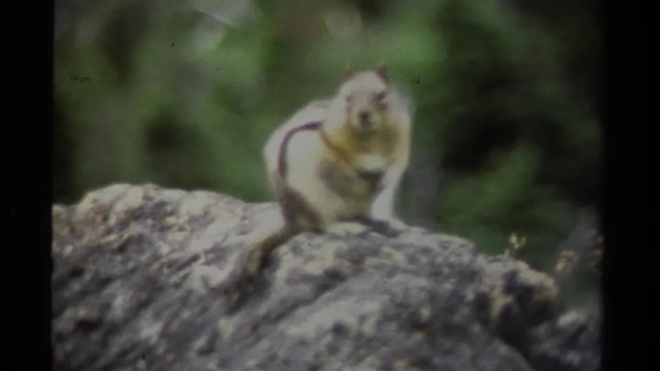 1979 British Columbia 8mm close-up with a chipmunk facing the camera from a rock, framed by soft green foliage.