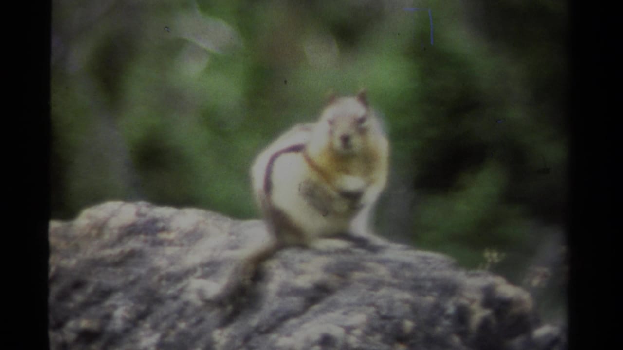 A small squirrel sits alert on a rugged rock in 1979 British Columbia home-movie footage.