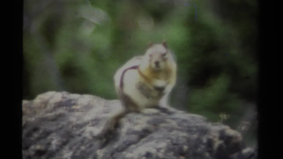 A small squirrel sits alert on a rugged rock in 1979 British Columbia home-movie footage.