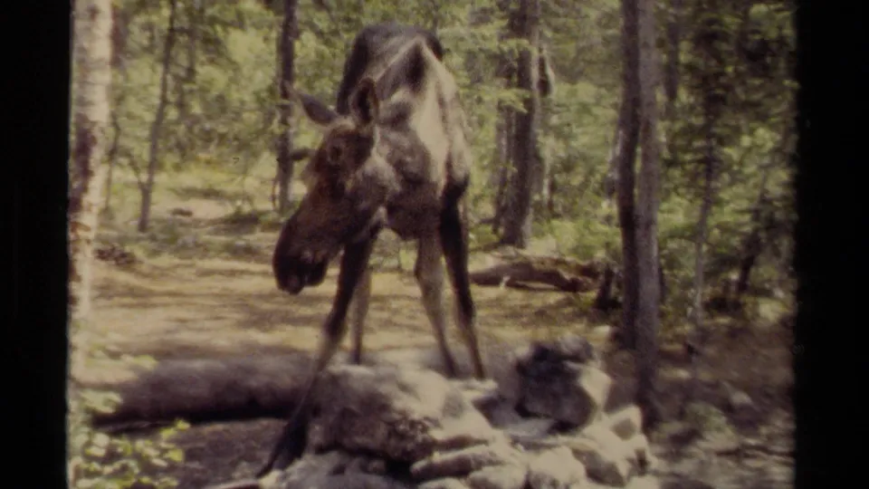 1979 British Columbia 8mm frame showing a moose standing in a sun-dappled forest with logs, rocks, and tall trees nearby.