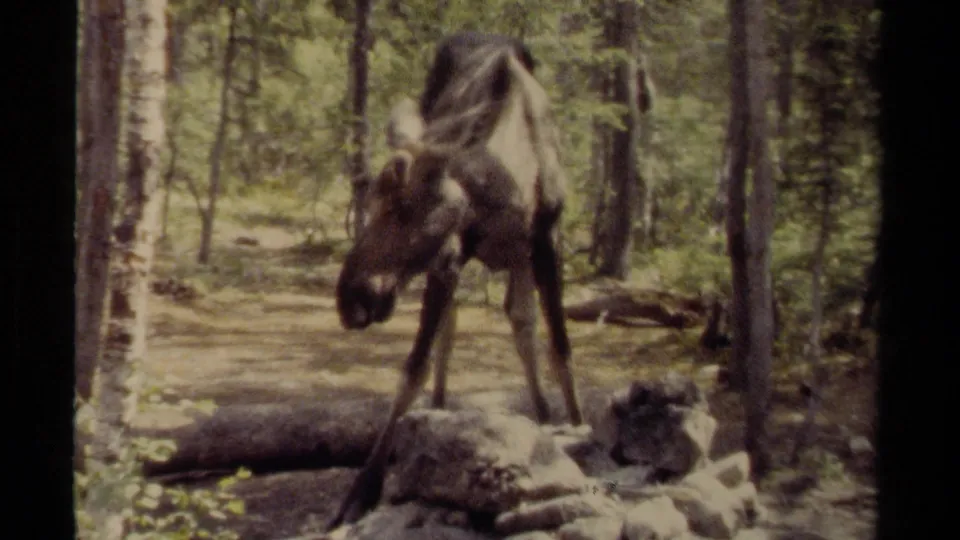 1979 British Columbia 8mm frame showing a moose with its head lowered beside a fallen log, surrounded by trees and rocks.