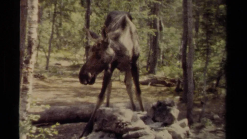 1979 British Columbia 8mm frame showing a moose in a wooded clearing, with scattered rocks, fallen logs, and tall trees.