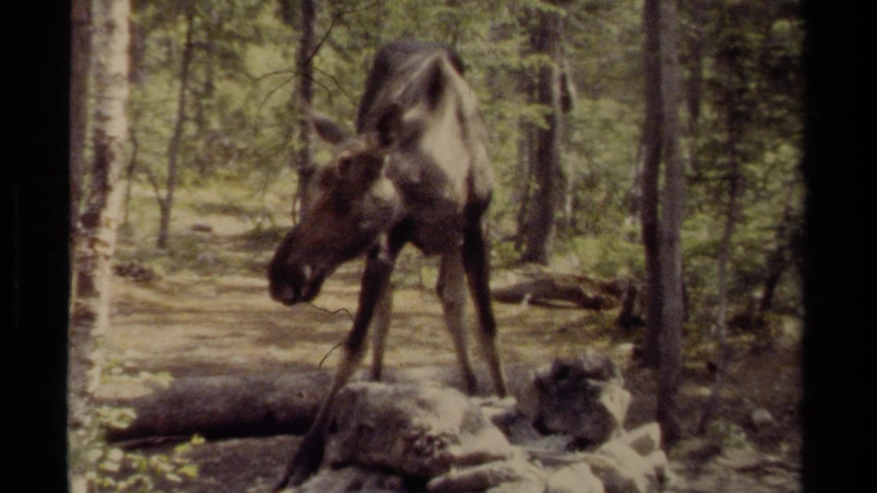 Moose standing on rocks in a wooded forest clearing.