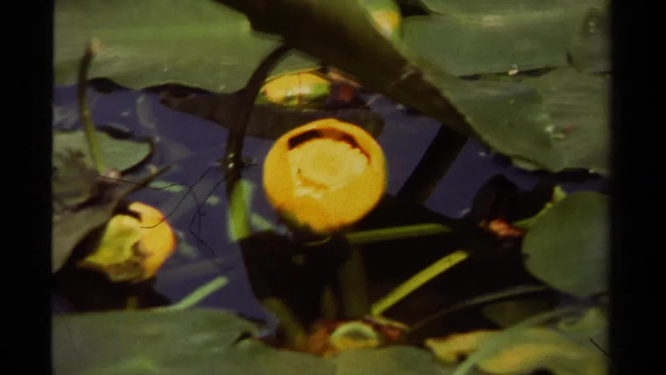 Close 8mm view of a yellow water lily among broad green lily pads on the surface of Portal Lake.