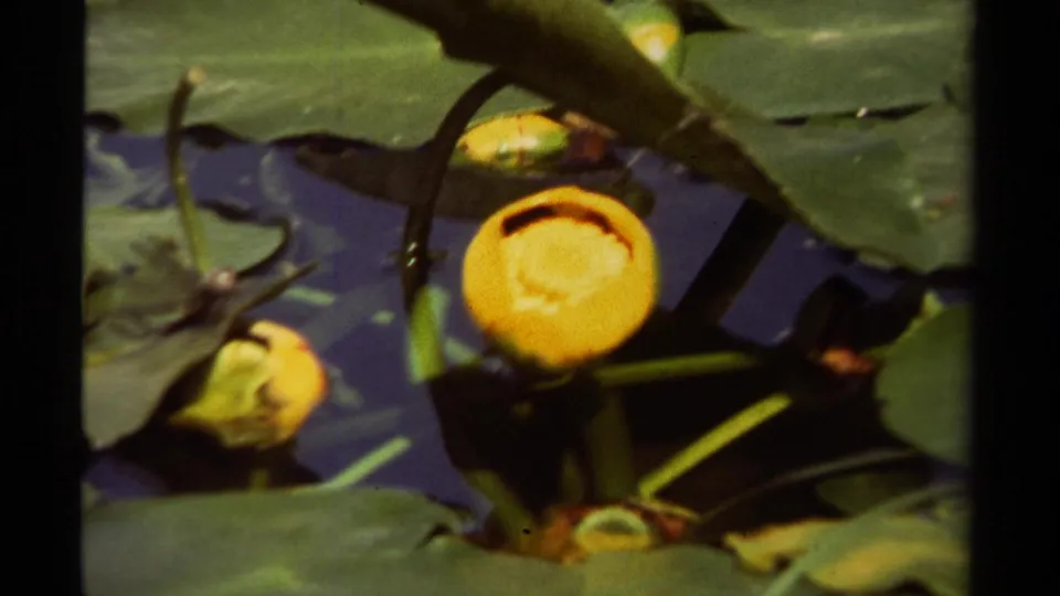 A close lakeside view shows a yellow water lily framed by lily pads, stems, and dark water in 1979 British Columbia footage.