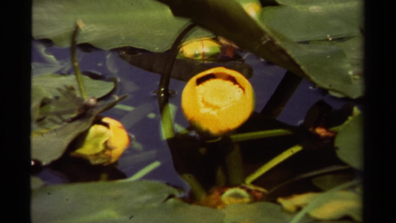 Yellow water lilies and green lily pads floating on dark pond water.