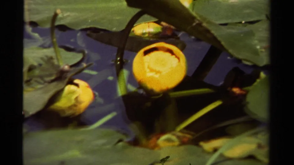 Close 1979 8mm view of yellow pond flowers, lily pads, stems, and reflections on dark water.