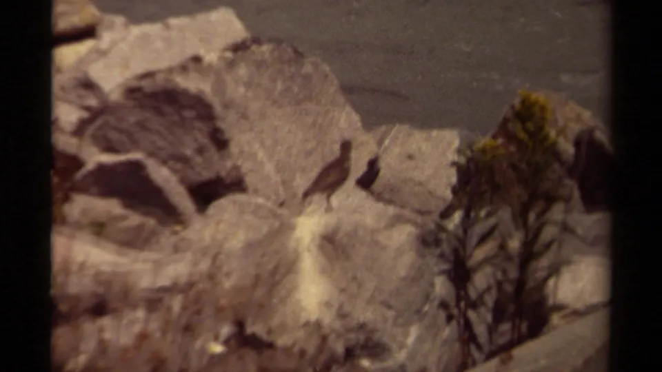 1979 British Columbia 8mm frame showing a small bird on rocky terrain beside water, with evergreen branches at the edge of the shot.
