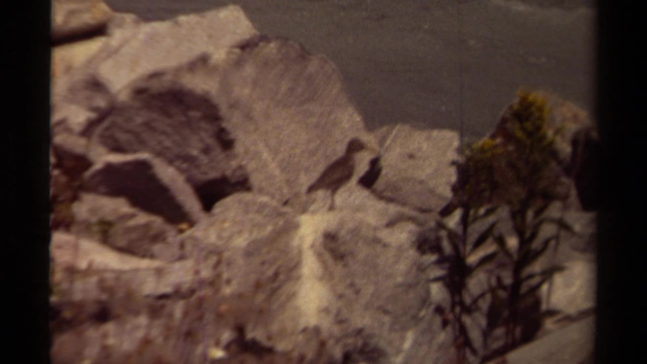 Small bird perched among large rocks with sparse vegetation nearby.