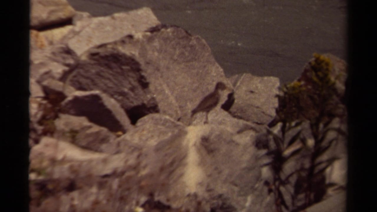 Small bird standing on pale rocks beside a dark plant stem.