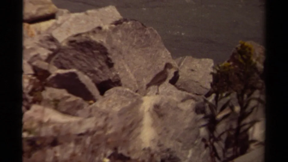 Small bird remains on pale stone rocks in the British Columbia home-movie scene, partly softened by grain and focus.