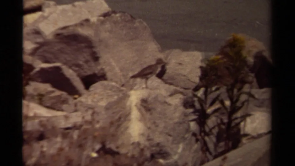 A softly blurred 8mm frame shows the small bird on rocks, with sparse vegetation at the edge of the composition.