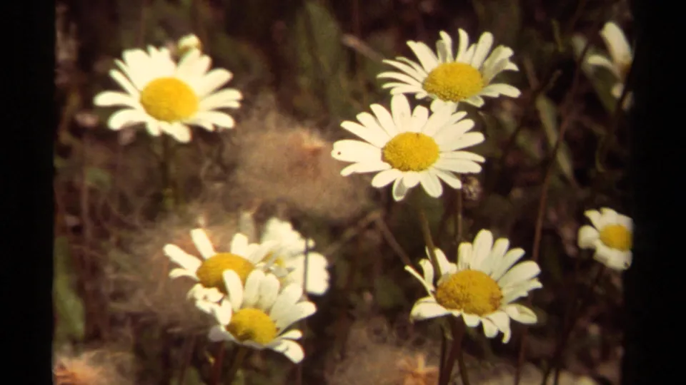 1979 8mm close-up in British Columbia showing white daisies with yellow centers against soft grass and wild vegetation.